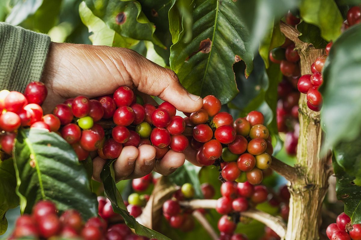 Where Columbia’s Best Coffee Brand Really Harvests Their Beans