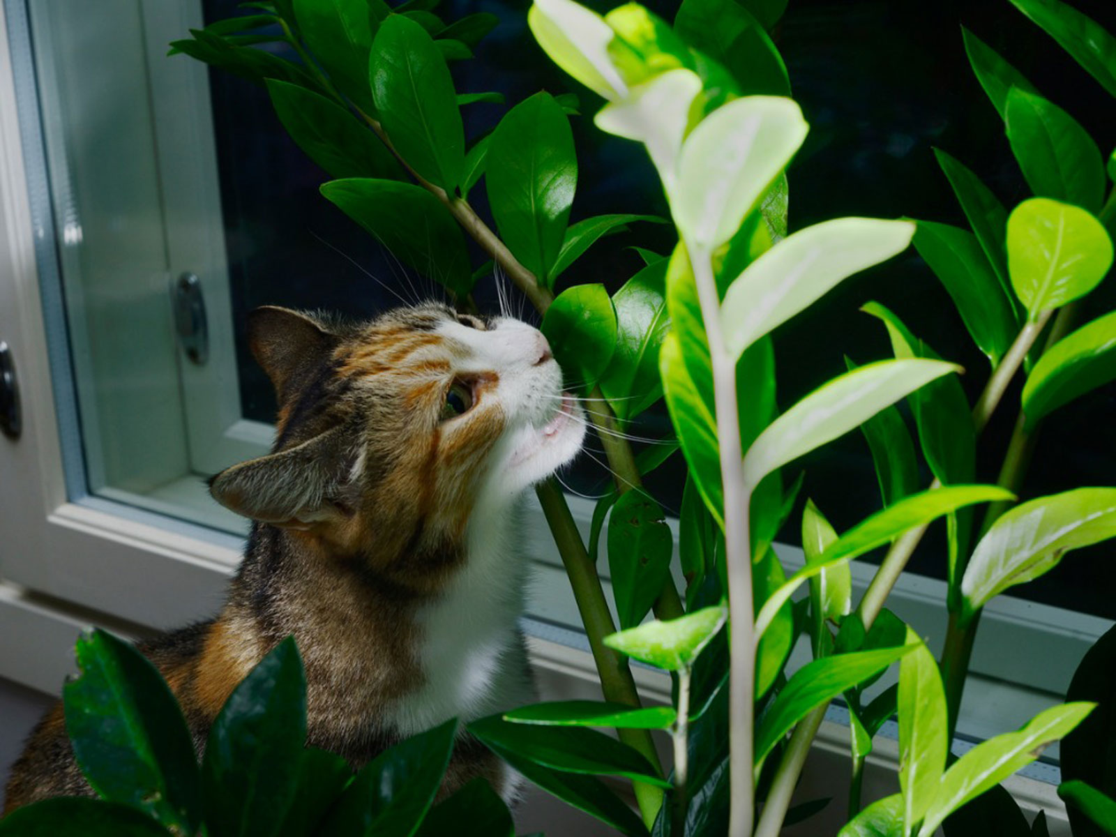 Cats And Indoor Plants