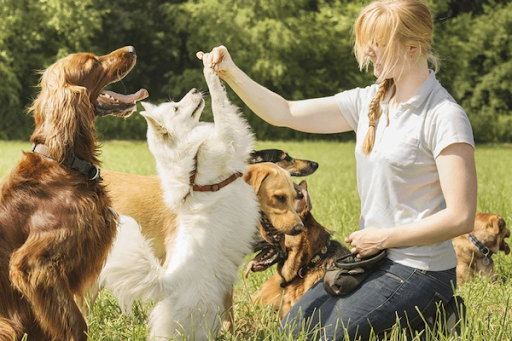 Online Dog Trainer Course