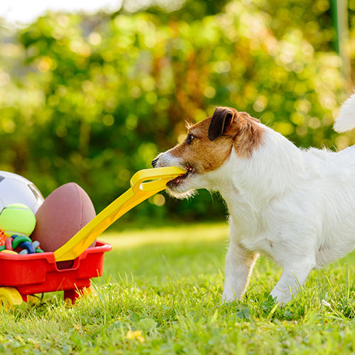 Right Dog Accessories