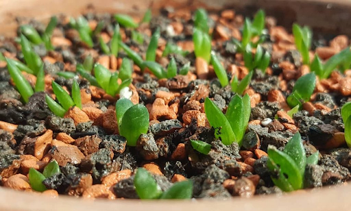 Succulent Plant Seeds