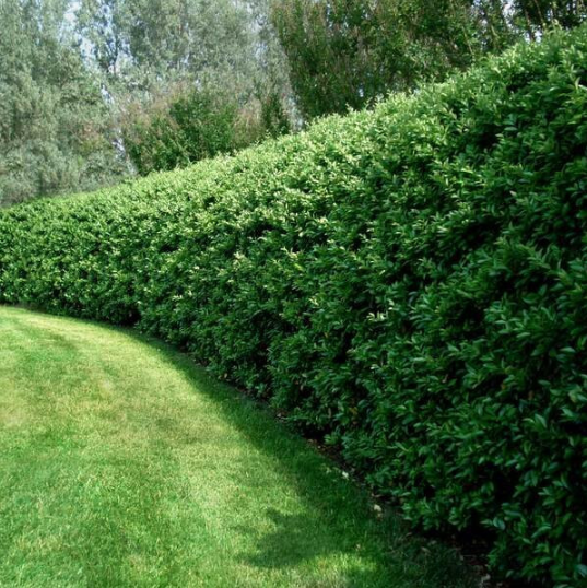 Benefits of Planting a Carolina Cherry Tree in Residential Spaces