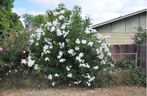 How A White Oleander Tree Adapts To Warm Climates