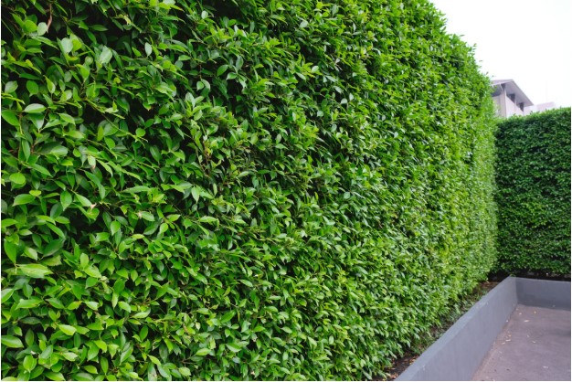 Indian Laurel Fig Trees: Fast Growth and Landscaping Ideas