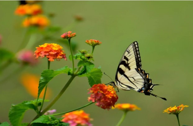 Best Occasions for Butterfly Release San Diego Services