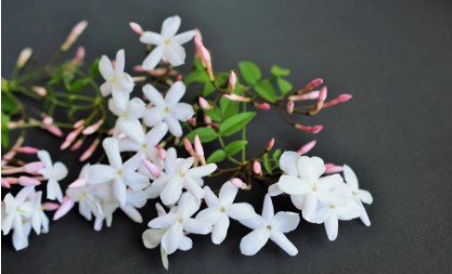 Understanding Star Jasmine Vine: Growth, Care, and Landscaping Uses