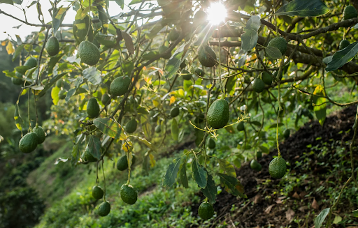Growing an Avocado Tree at Home: Climate, Varieties, and What to Expect