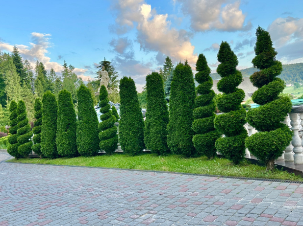 Best Privacy Trees for Creating a Natural Green Screen in Your Yard