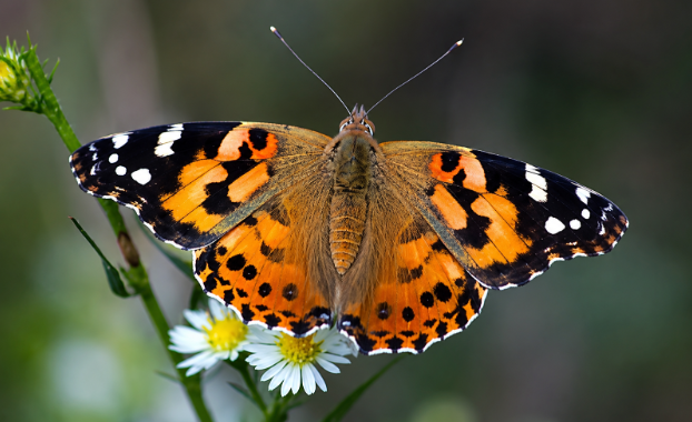 How to Choose the Best Butterfly Release Packages for any Special Event
