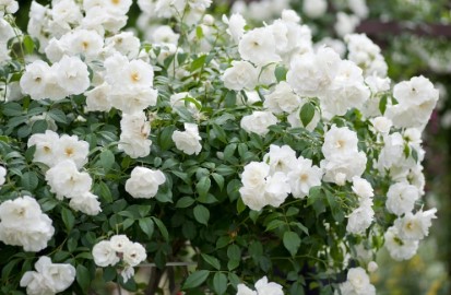 Rose Bushes: A Complete Guide to Growing and Caring for Them
